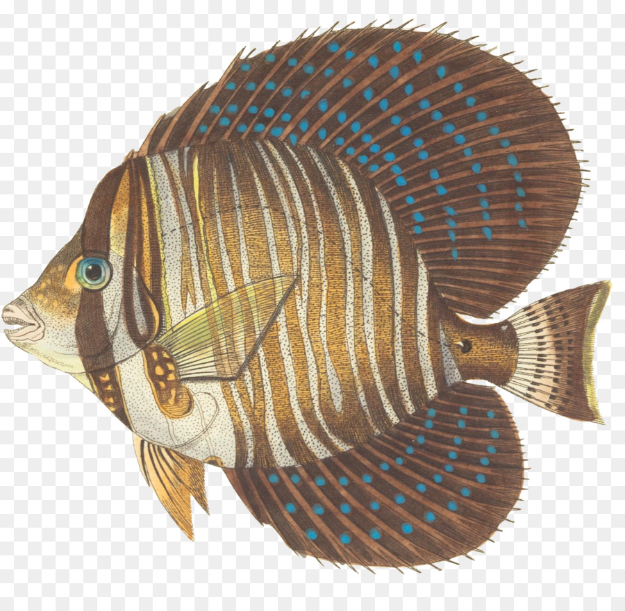 Ikan Bergaris，Akuatik PNG