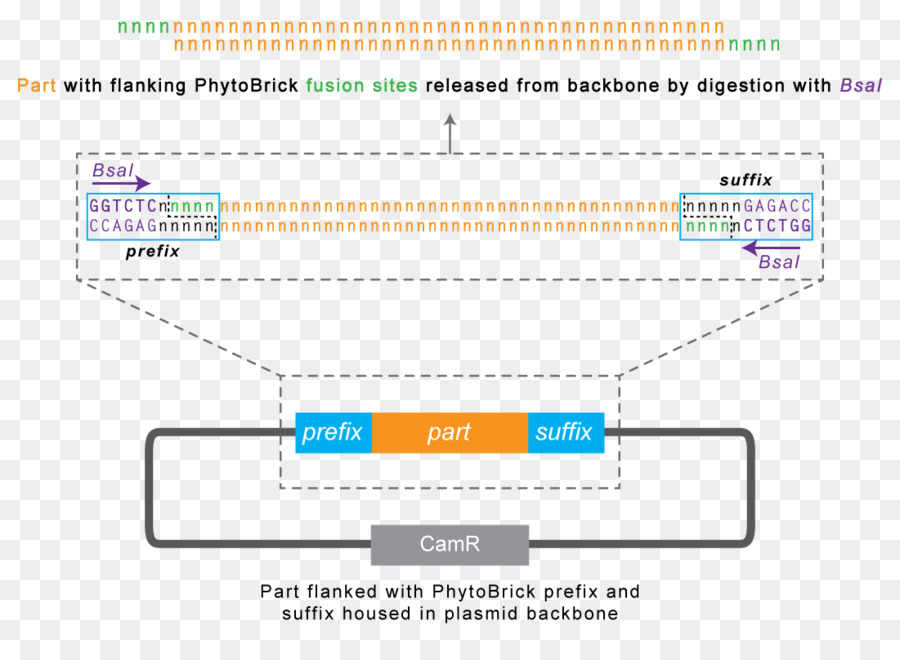 Internasional Rekayasa Mesin，Biologi PNG