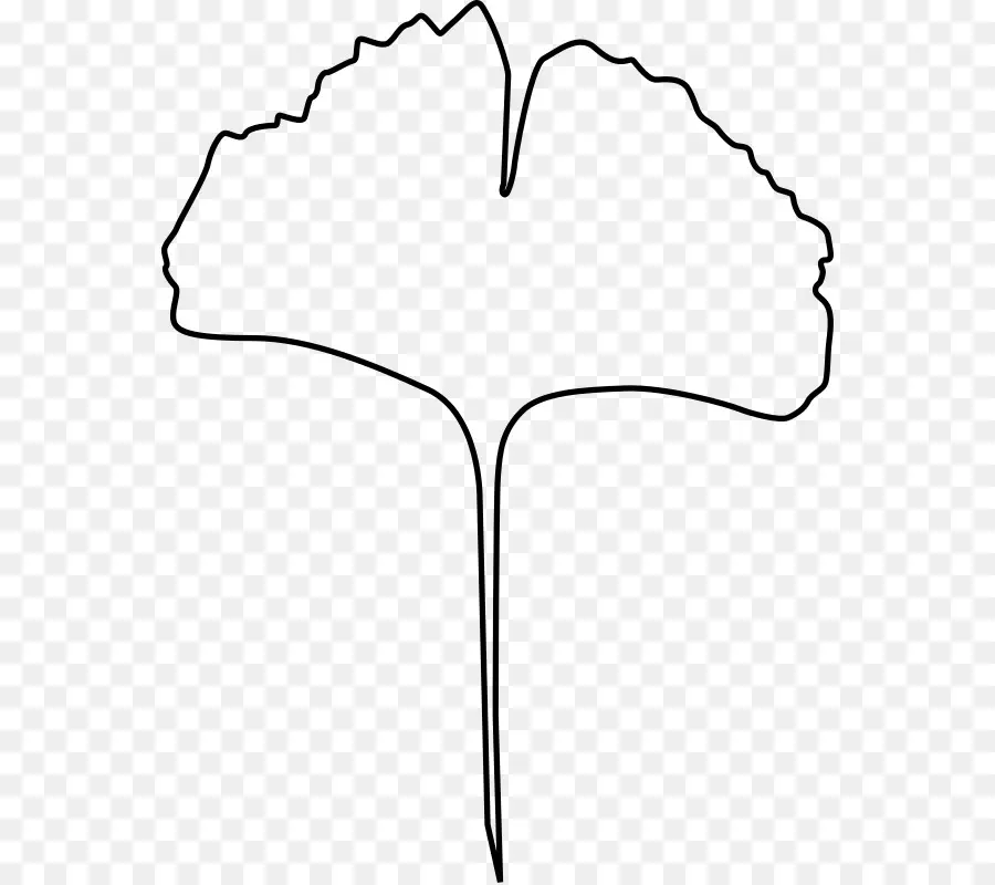 Ginkgo Biloba，Daun PNG