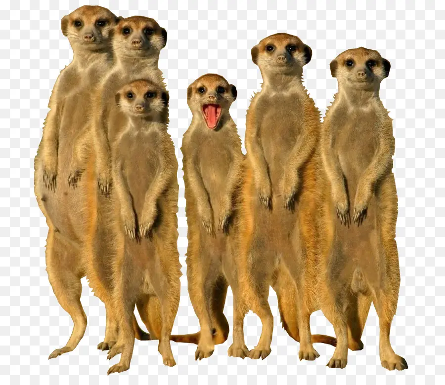 Meerkat，Kelompok PNG