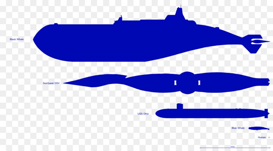 Diagram，Mamalia Laut PNG