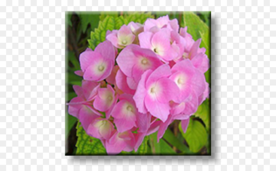 Semak，Hydrangea PNG