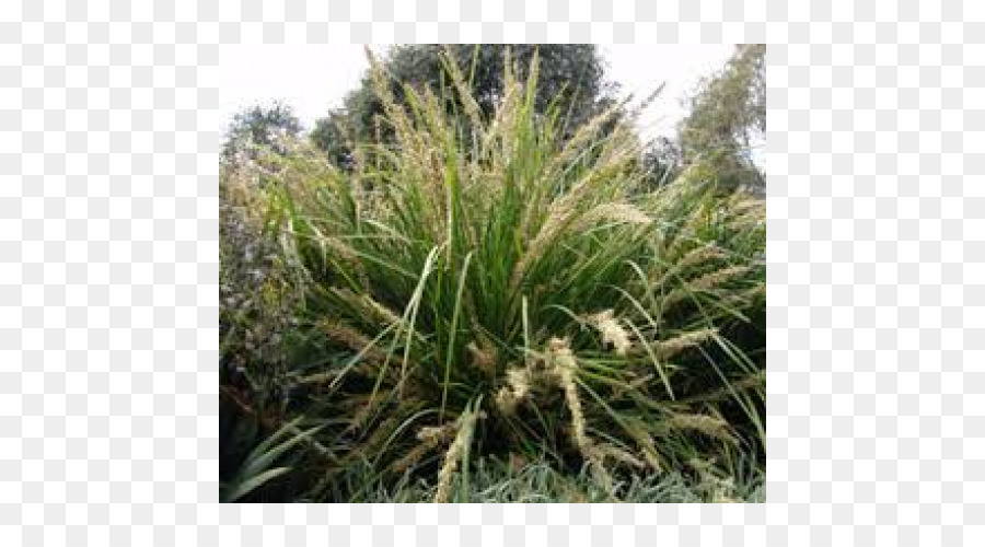 Tanaman，Lomandra PNG