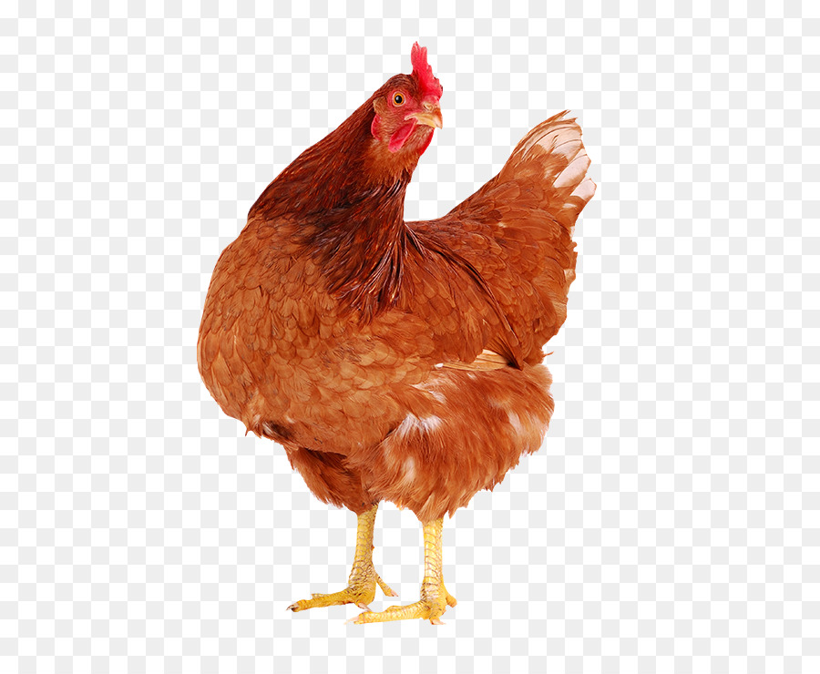 87 Gambar Ayam Telur Paling Bagus