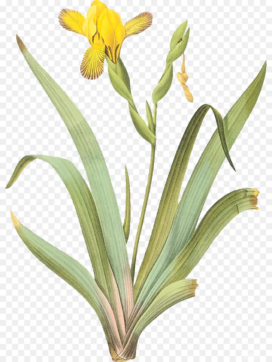 Iris Pseudacorus，Iris Pucat PNG