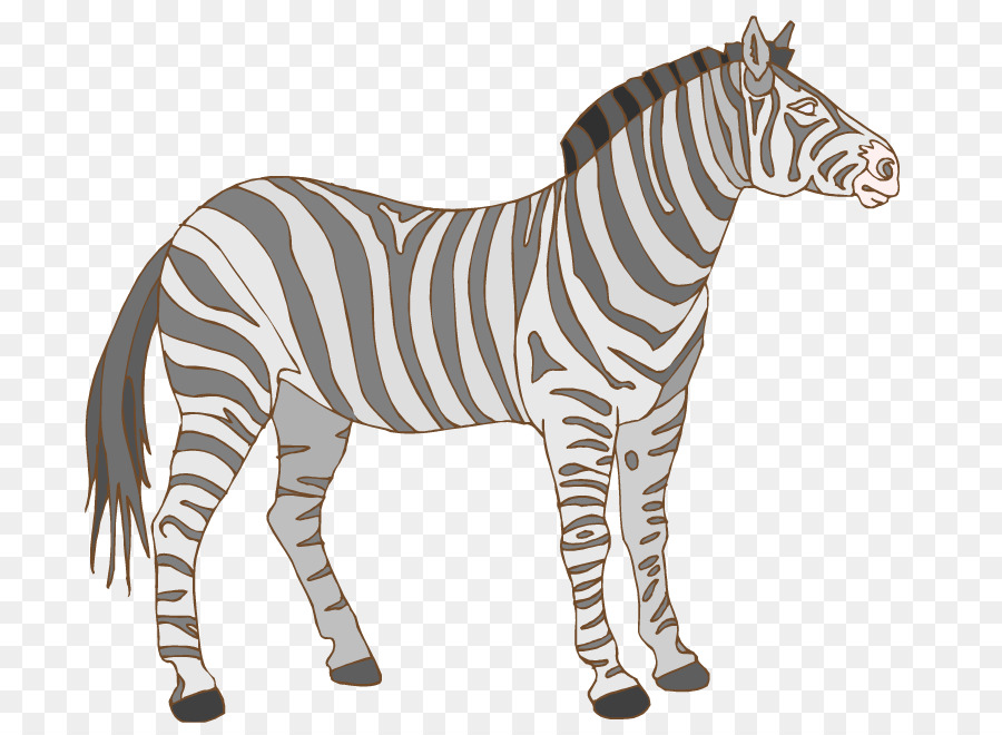 Zebra Berwarna Warni，Garis Garis PNG