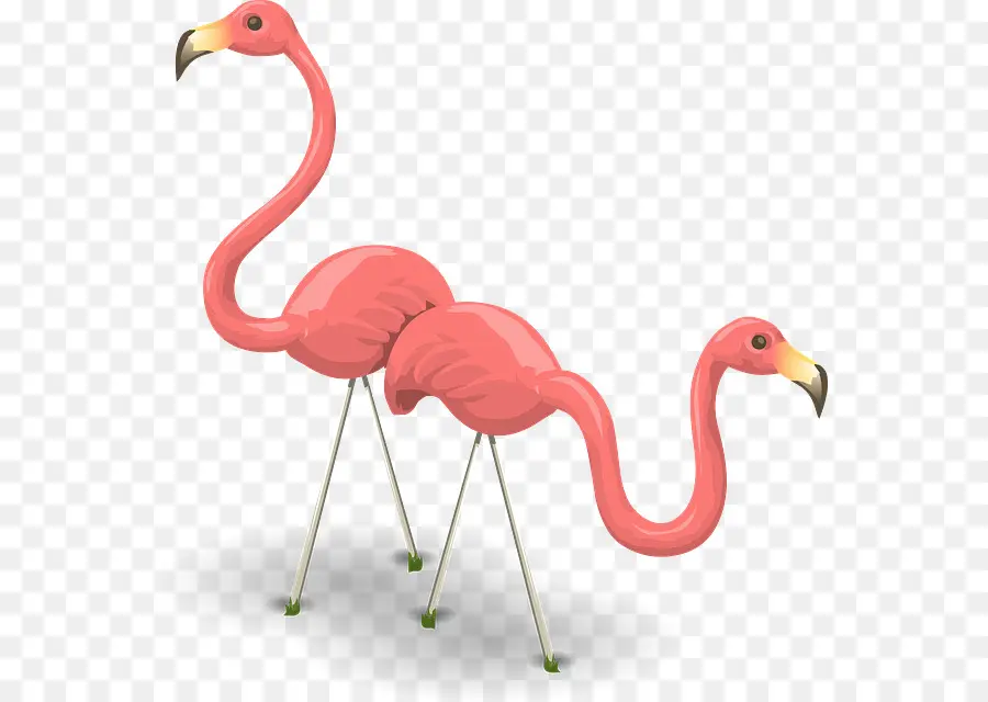 Flamingo Berkepala Dua，Burung PNG