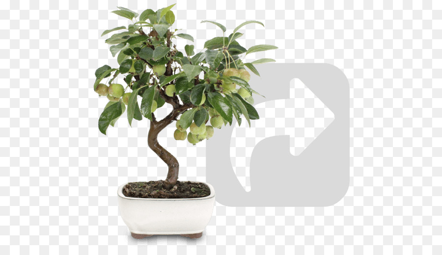 Pohon Bonsai，Pot PNG