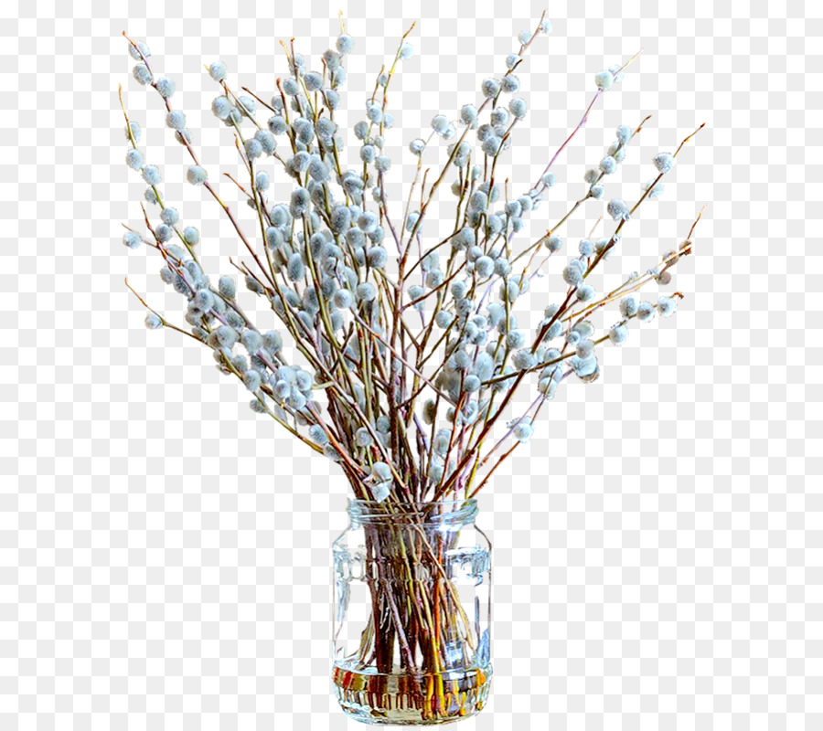 Willow Vagina，Vas PNG