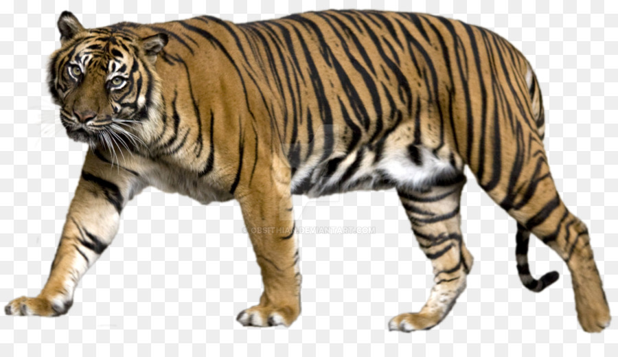 Singa，Liger PNG