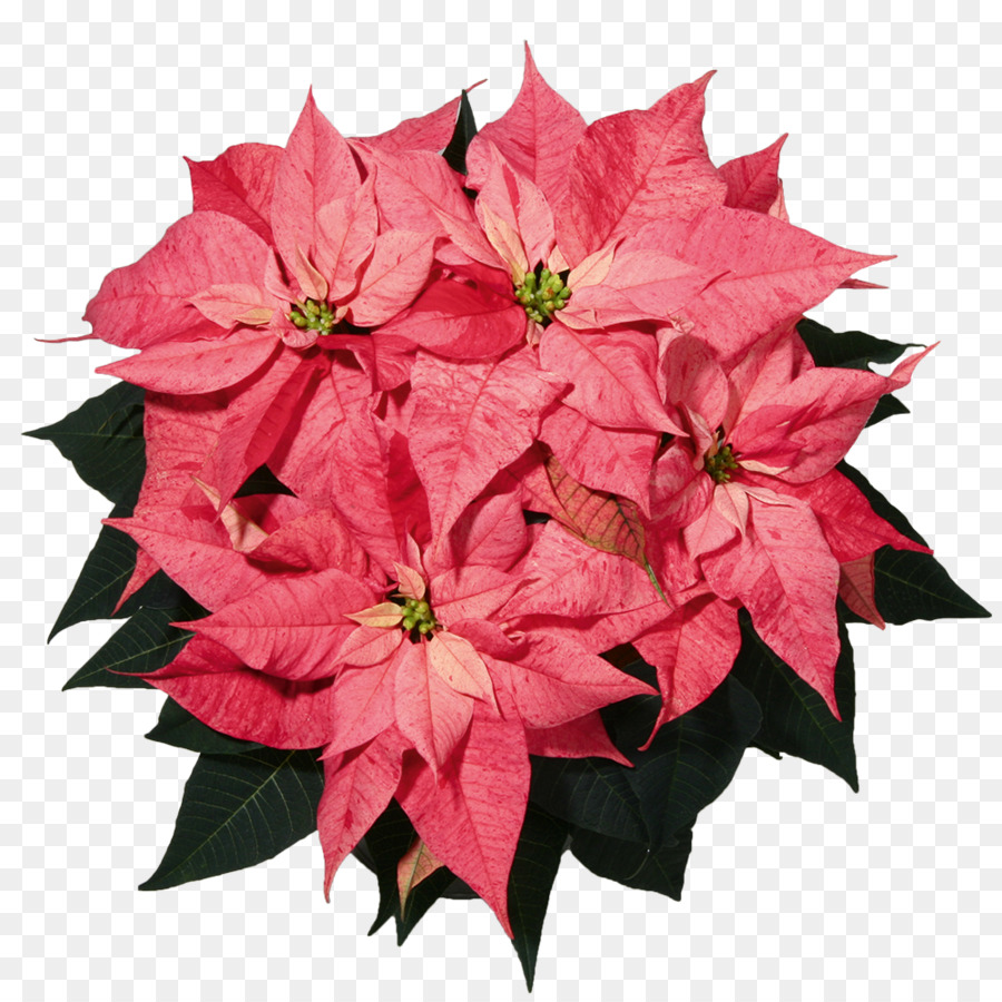 Poinsettia Merah，Natal PNG