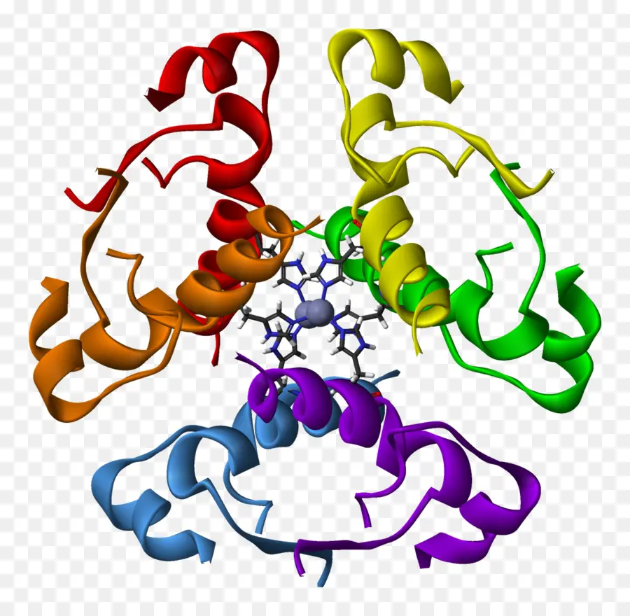 Struktur Protein，Molekul PNG