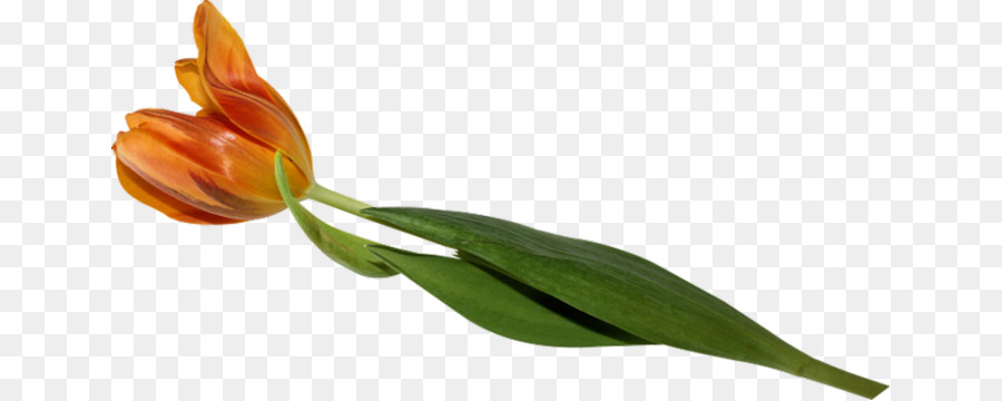 Tulip，Bunga PNG