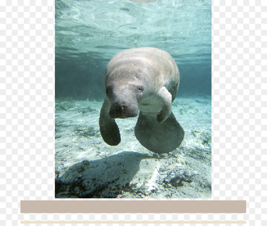 Manatee，Air PNG