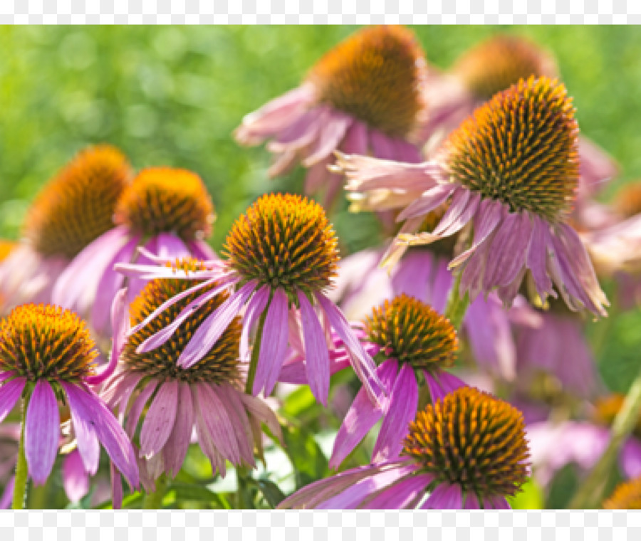 Bunga，Echinacea PNG