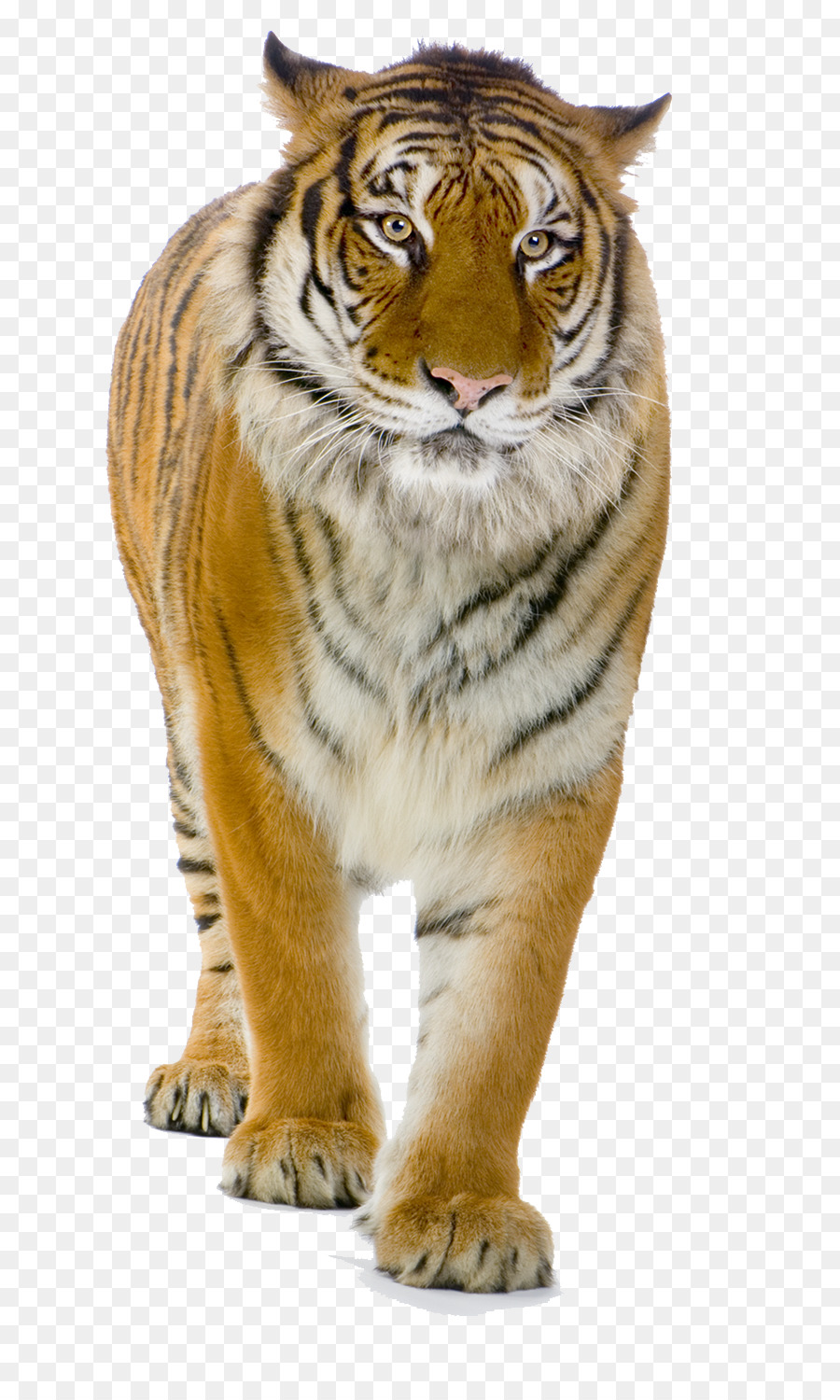 Harimau，Kucing Besar PNG