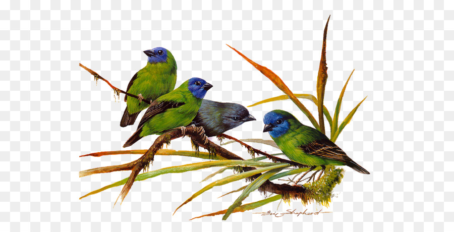 Burung，Burung Asia PNG