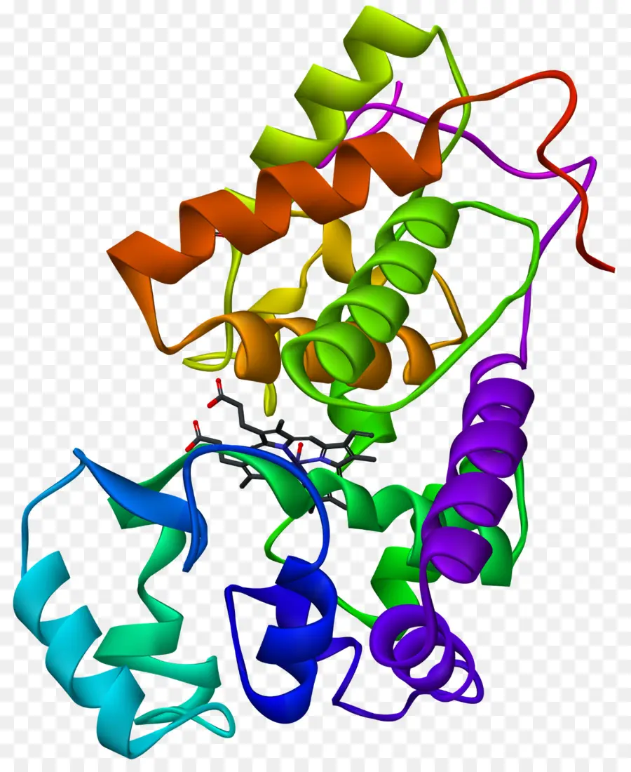 Struktur Protein，Molekul PNG