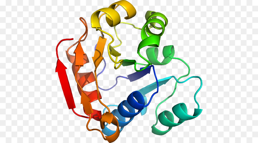 Struktur Protein，Molekul PNG