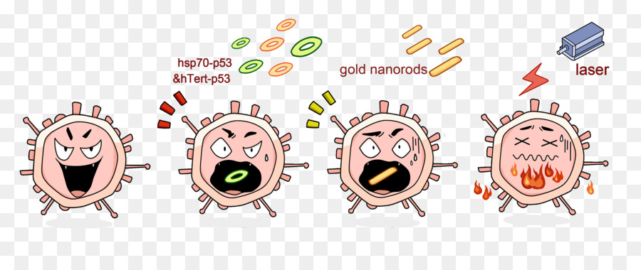 Transfeksi，Protein Syok Panas PNG