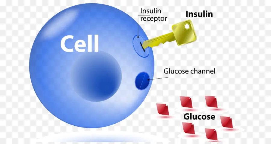 Sel，Insulin PNG