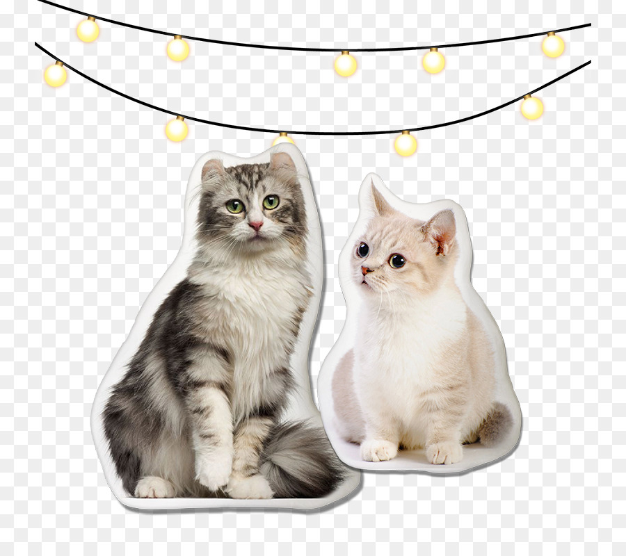 Curl Amerika，Kucing Munchkin PNG