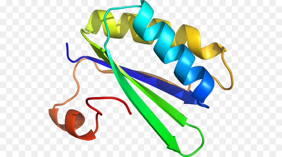 Struktur Protein，Molekul PNG