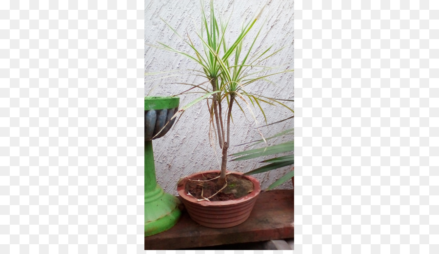 Houseplant，Pot Bunga PNG