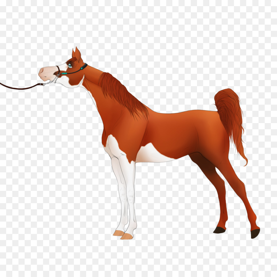 Kuda，Besar PNG