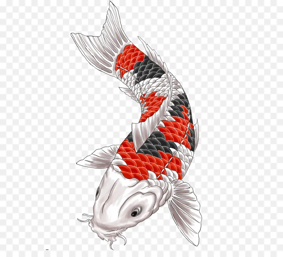 Ikan Koi，Akuatik PNG