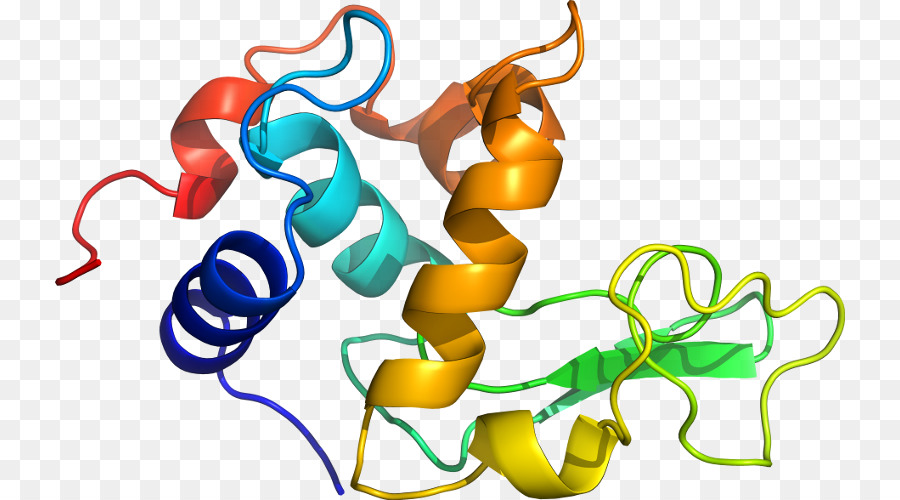 Struktur Protein，Molekul PNG