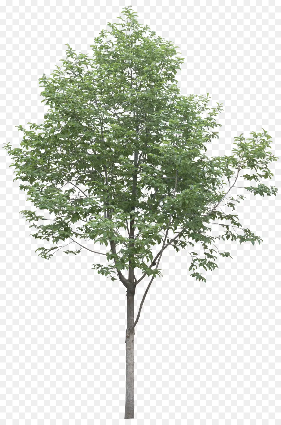 Pohon，Populus Alba PNG