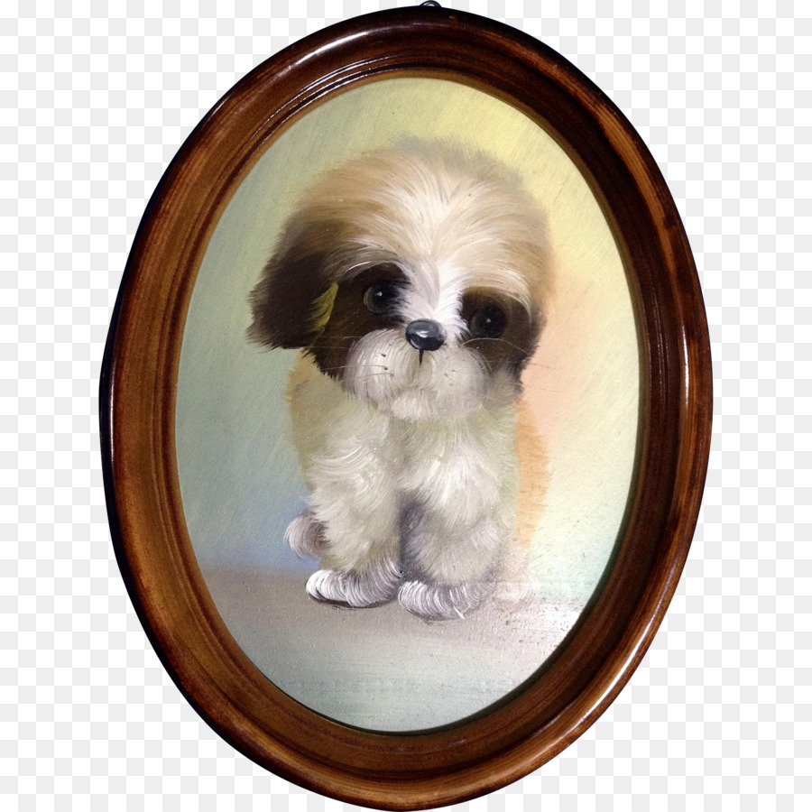 Shih Tzu，Kekaisaran Cina Anjing PNG