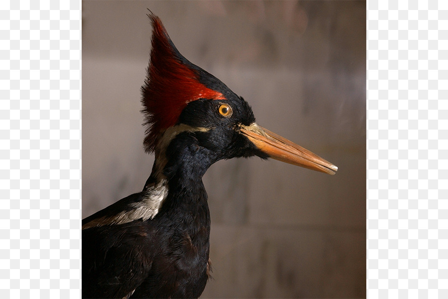 Burung Pelatuk，Pelatuk Gading PNG