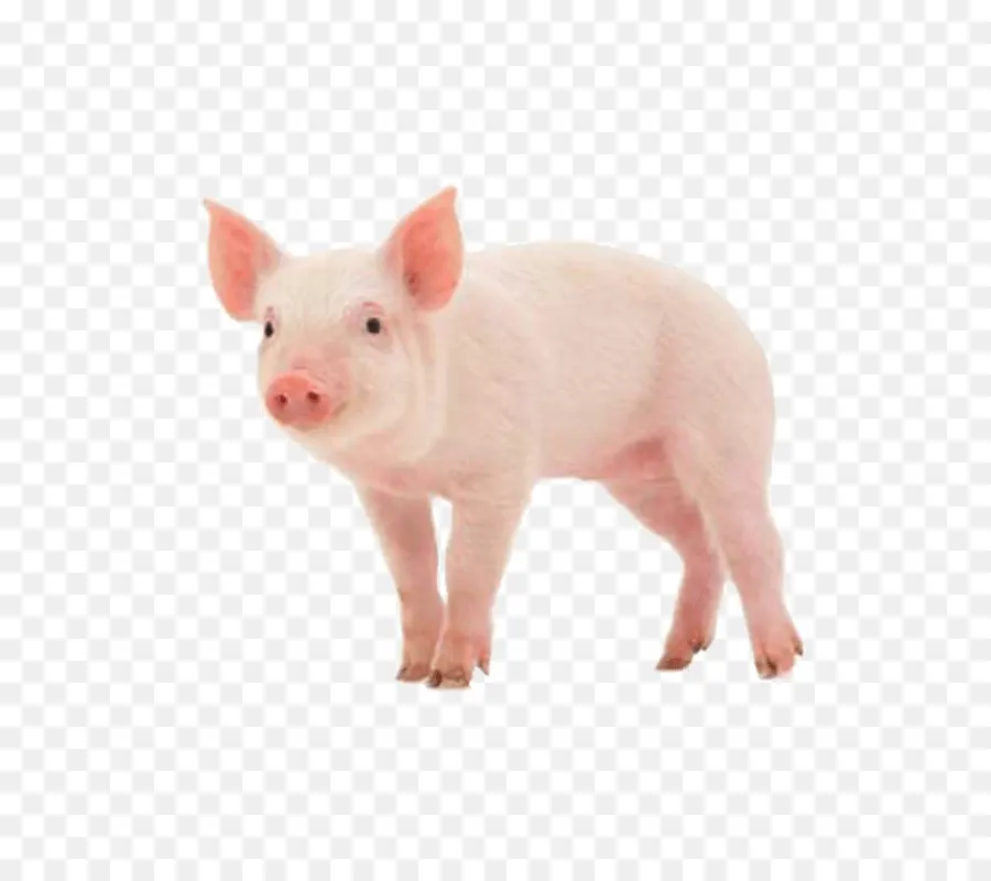 Babi，Peternakan PNG