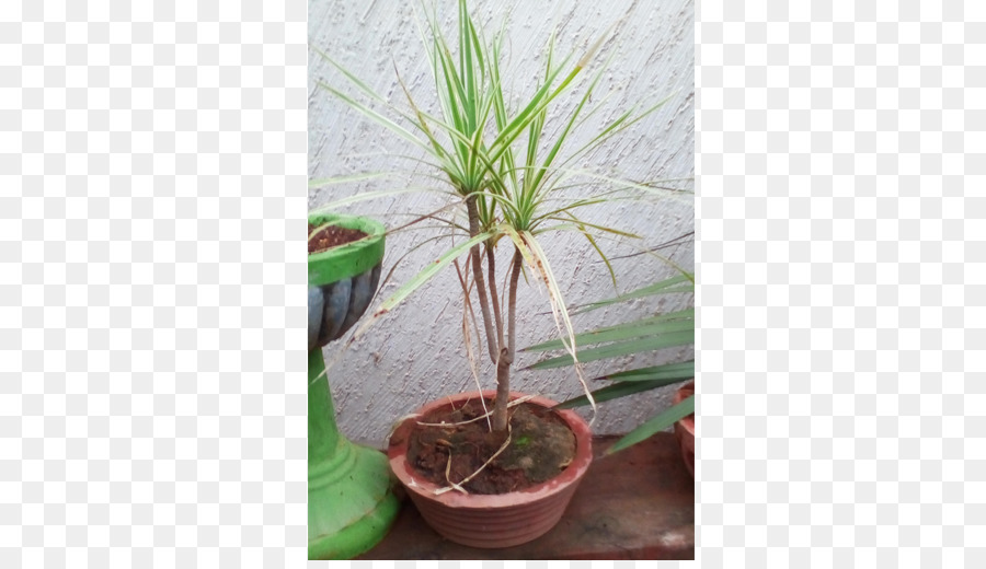 Houseplant，Dracaena Fragrans PNG