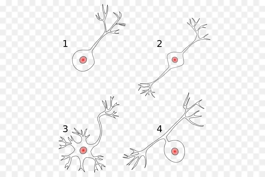 Jenis Neuron，Biologi PNG