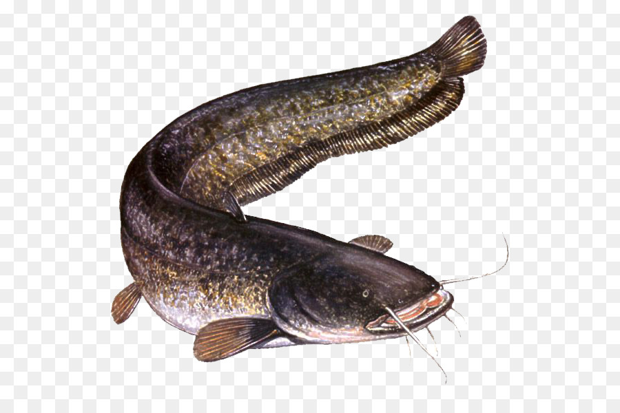 Gambar Ikan Lele Balado - Gambar Anatomi Ikan Lele : Gratis ikan, lele