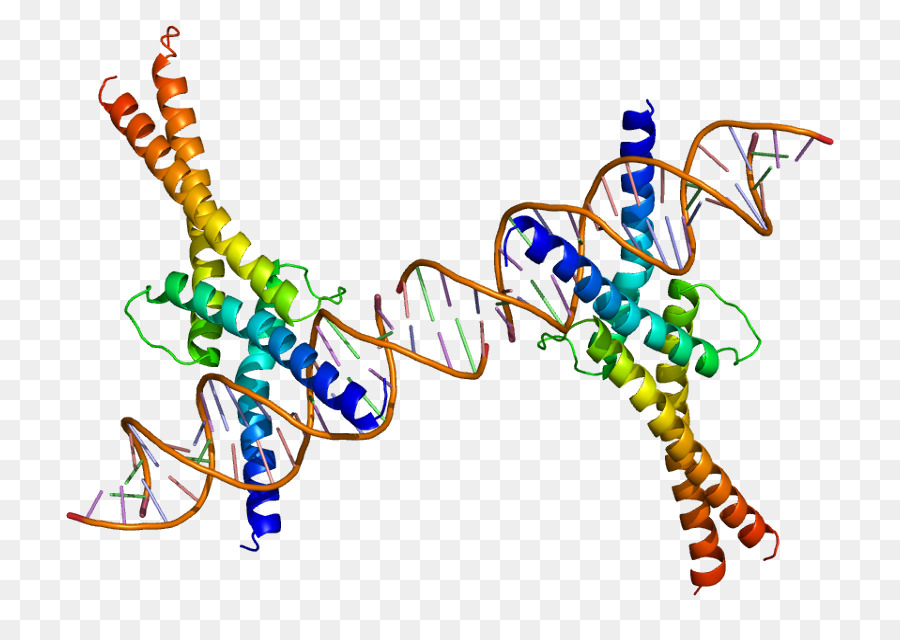 Struktur Dna，Genetika PNG