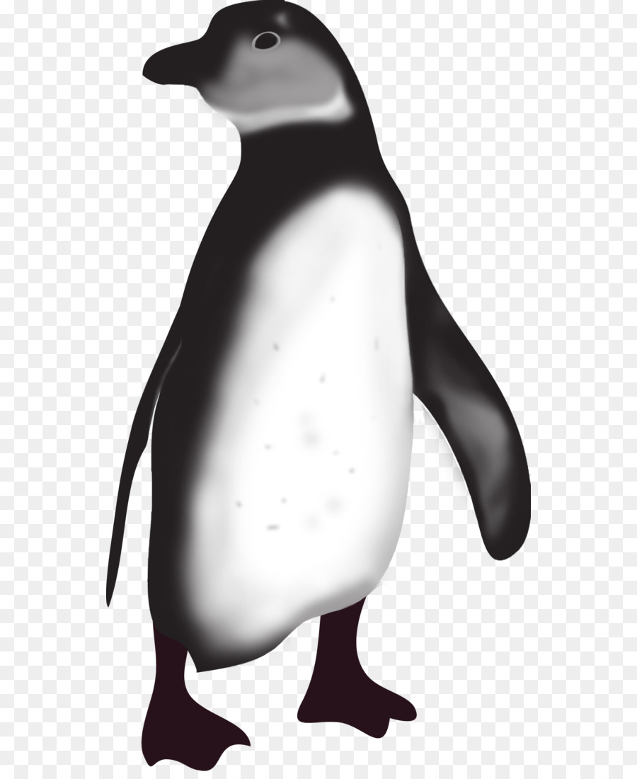 Penguin，Burung PNG