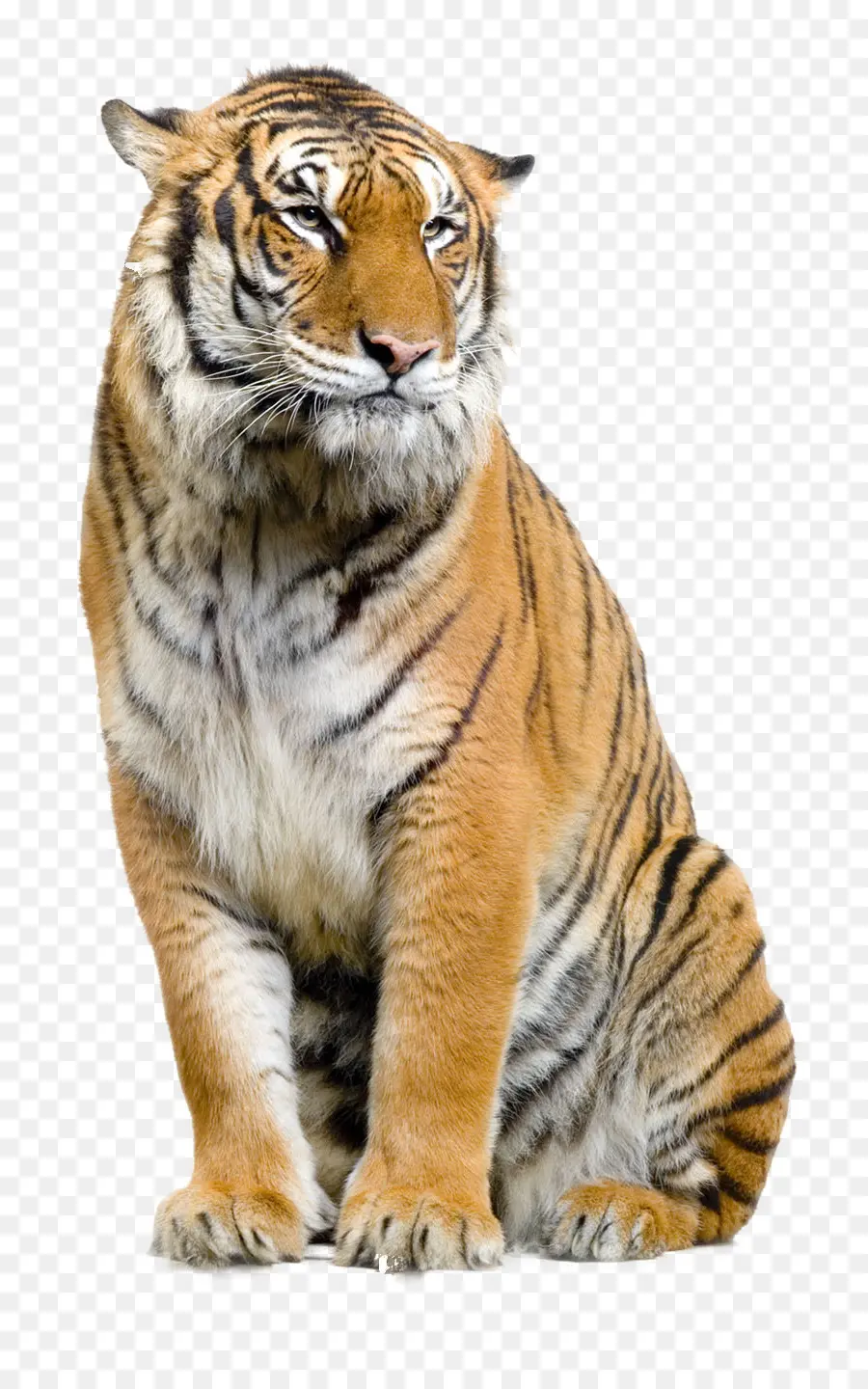 Anak Harimau，Bergaris PNG