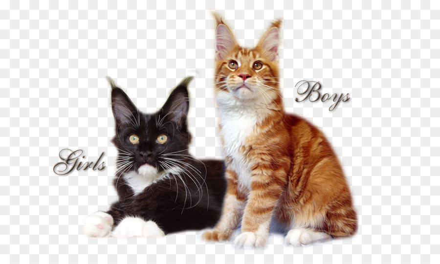 Maine Coon，Amerika Wirehair PNG