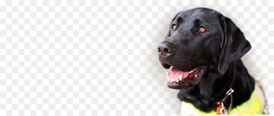 Labrador Retriever，Flatcoated Retriever PNG