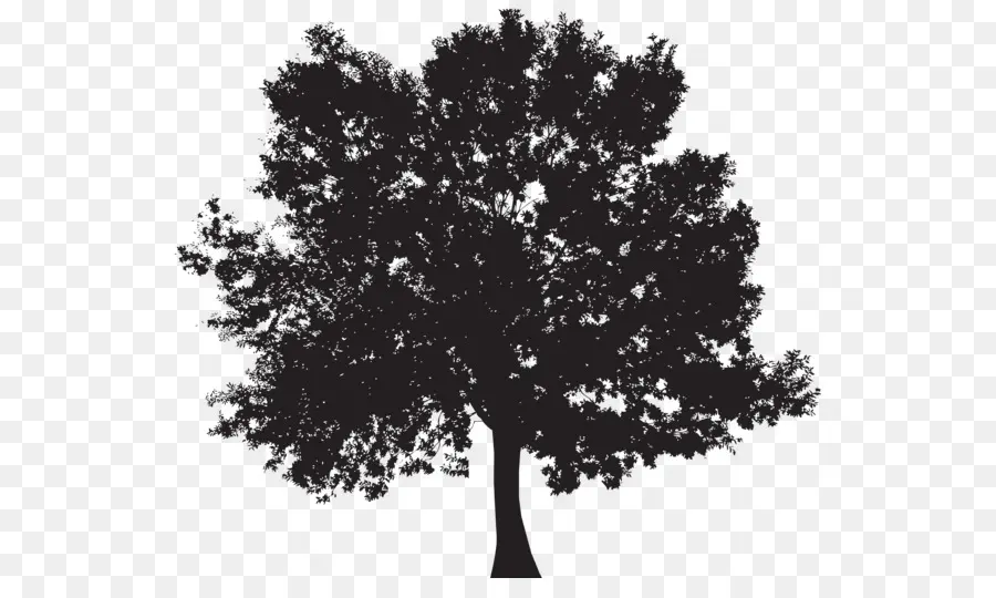 Pohon，Siluet PNG