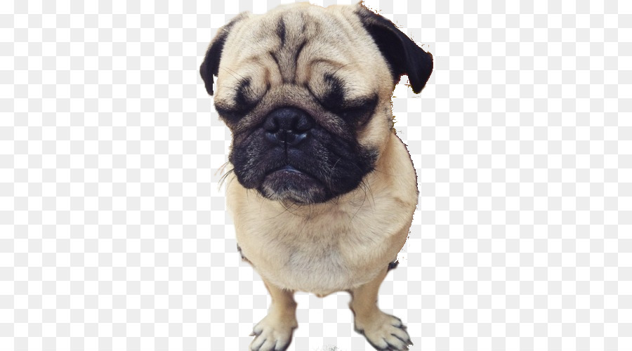 Anjing Pug，Peliharaan PNG