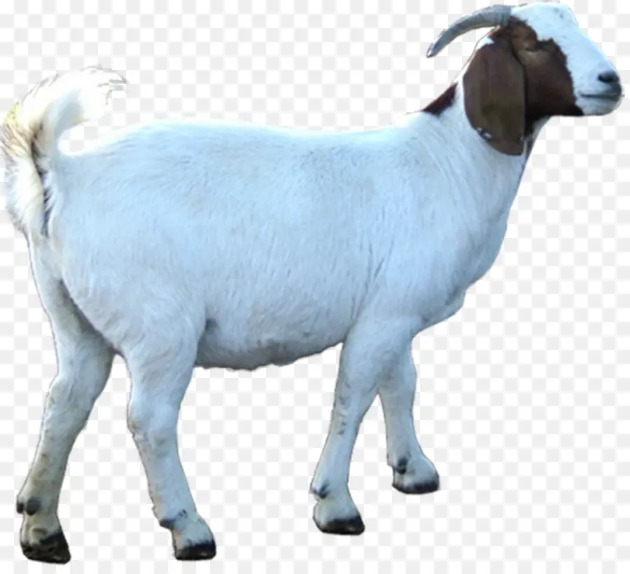 Kambing，Peternakan PNG