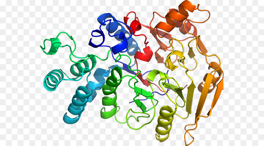 Struktur Protein，Molekul PNG