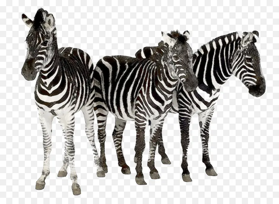 Zebra，Garis Garis PNG