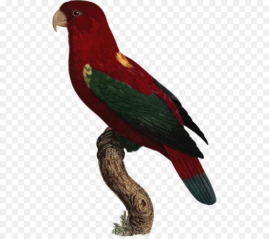 Macaw，Lories Dan Perkici PNG