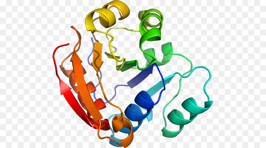 Struktur Protein，Molekul PNG